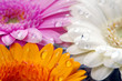 Regentropfen auf Blumen Blätter