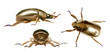golden beetle