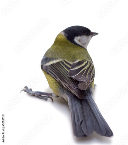 Photo: Great Tit, Parus Major Great Tit, Parus Major