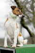 Glatthaar-Foxterrier