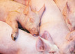 la sieste des bébés cochons