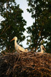 Nest of storks