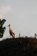 Nest of storks