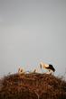Storks