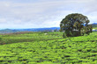 plantation de thé en Java, Indonésie plantation de thé en Java, Indonésie