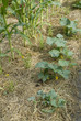 jardinage; paillage; concombre