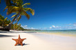 Starfish on tropical beach with palm