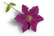 Clematis-Hybride Niobe