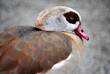 Anatra Mandarino