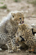 Cheetah cub and mother