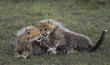 Cheetah cubs