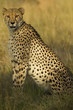 Cheetah
