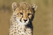 Photo: Cheetah cub Cheetah cub