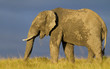 African Elephant