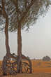 Dubai 10