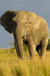 African Elephant