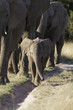 Elephant calf with herd