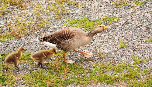 Photo: Greylag family walking Greylag family walking