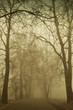 Spooky Avenue