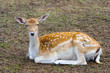 emale of a sika deer