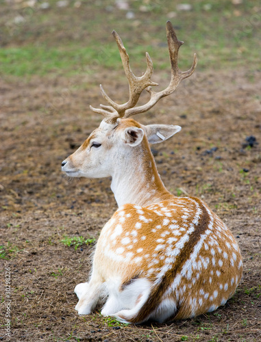 Photo: sika deer sika deer