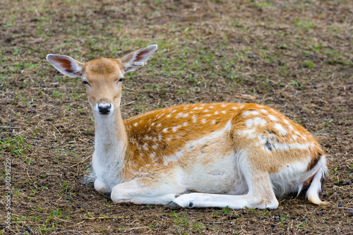 Photo: emale of a sika deer emale of a sika deer