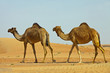 Dubai 22022011 3474