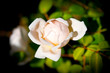 Rose about to open