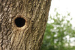 Bird nest in hollow trunk