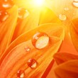 Foto: Orange flower petals with water drops on it Orange flower petals with water drops on it