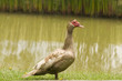 Pato amarillo
