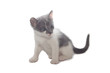 Grey kitten, isolated over white background