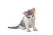 Grey kitten, isolated over white background