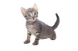 Grey kitten, isolated over white background