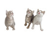 Three gray kitten, isolated over white