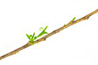 willow branches willow branches