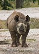 Endangered Baby Black Rhinoceros Endangered Baby Black Rhinoceros