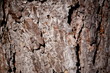 pine tree texture