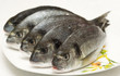 Dorada