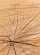 trunk tree cutted