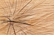 trunk tree cutted