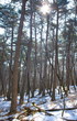 pine trees in winter