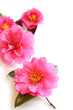 山茶花