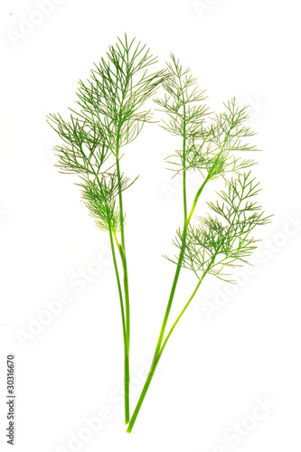 Photo: fennel, fennel,