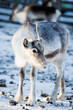 Reindeer