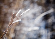 Frozen plant