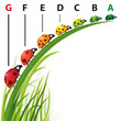 Coccinelles écologiques, vecteur Coccinelles écologiques, vecteur