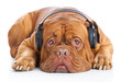 a dog in headphones is listening to the music