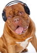 a dog in headphones is listening to the music
