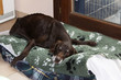 vieux chien fatigué allongé sur son tapis
